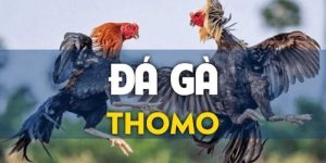 Đá Gà Thomo – Cá Cược Trực Tiếp Đá Gà Tại GK88